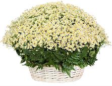 Цветочная композиция из Ромашки в корзине #REPLACE_PRED# Красноармейске Саратовской области